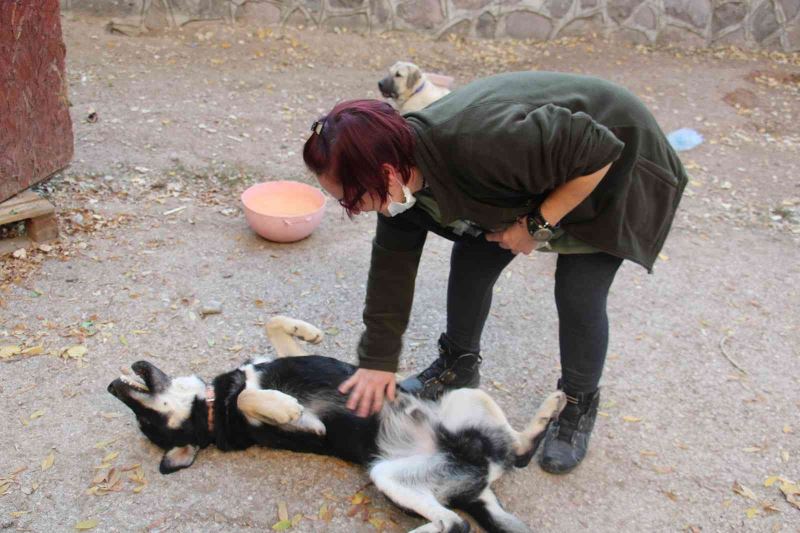 Öğretim Görevlisi Altınbaş, kendi imkanlarıyla kampüsteki köpeklere bakıyor
