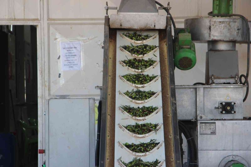Kilis’te zeytinyağı fabrikaları tam kapasite çalışıyor
