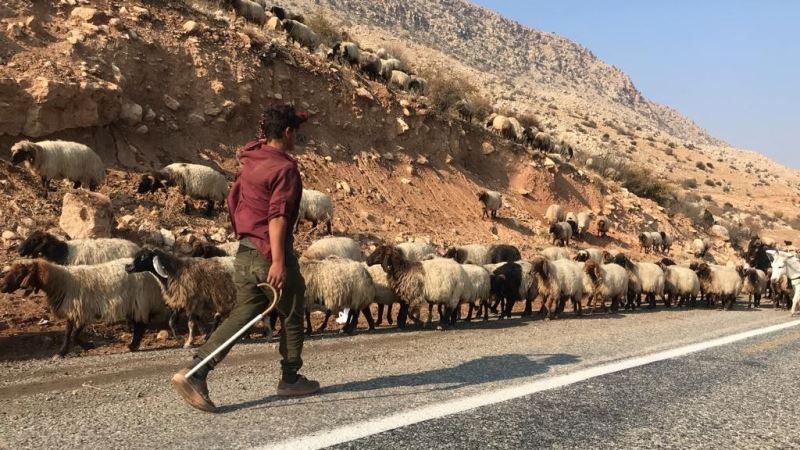 Göçerlerin yayladan dönüş yolculuğu başladı
