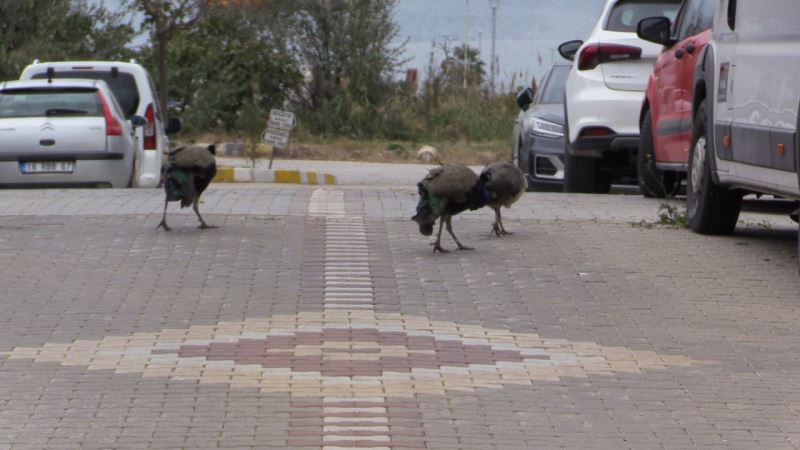 Bu tavus kuşları sokakta geziyor
