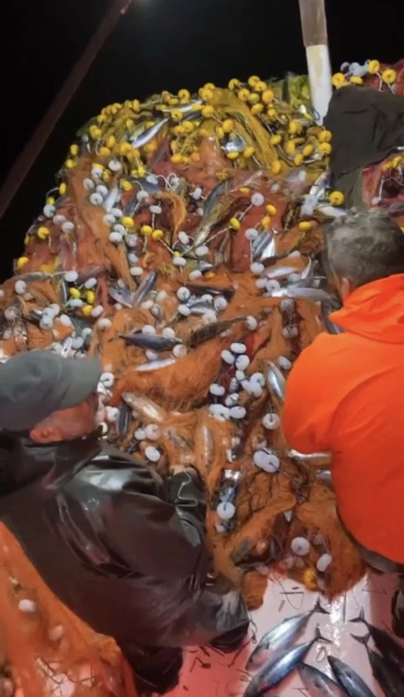 Çanakkale Boğazı’nda ağlarına tek seferde yaklaşık 2 bin palamut takıldı
