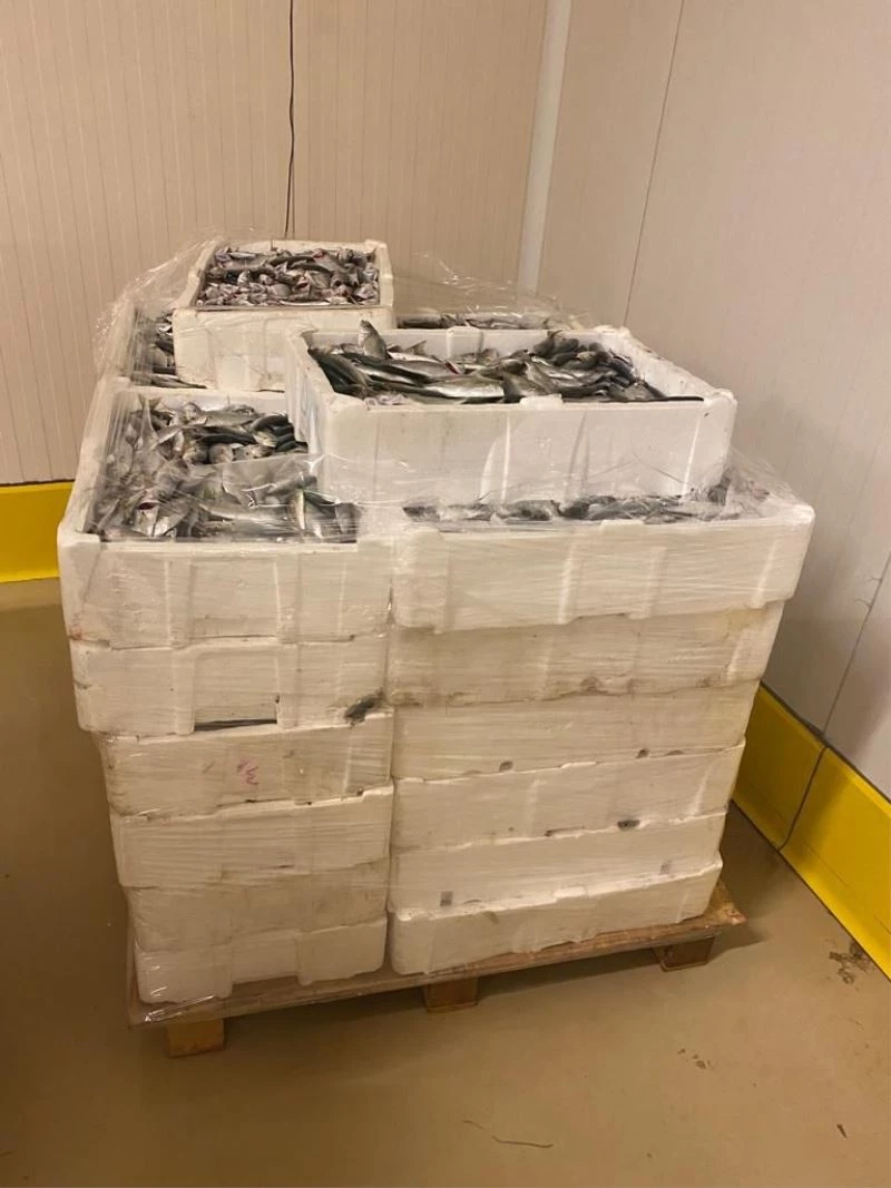 Gurpınar Su Ürünleri Hali’nde balık boyu denetimi
