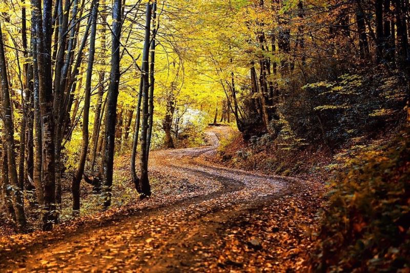 Zonguldak ormanlarında sonbahar güzelliği
