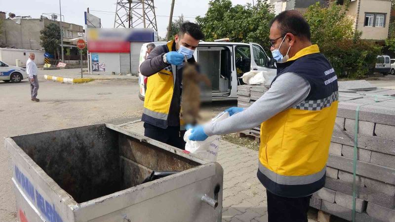 Adıyaman’da kedi vahşeti
