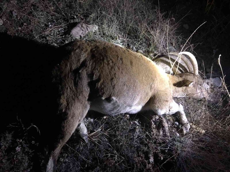 İzinsiz keçi avı pahalıya patladı, çeyrek milyon lira cezadan kaçamadılar
