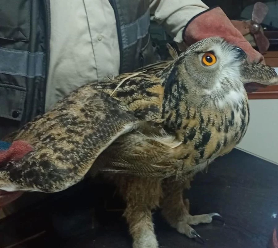 Bitkin halde bulunan “Puhu Kuşu” tedaviye alındı