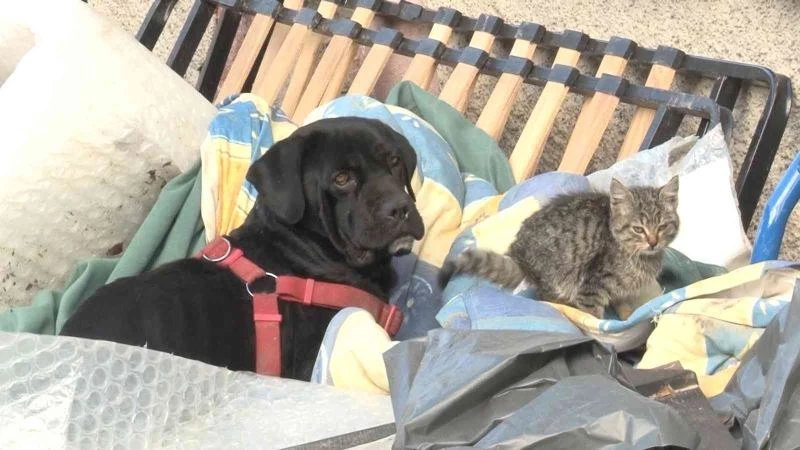  Yavru kediyi evladı gibi koruyor
