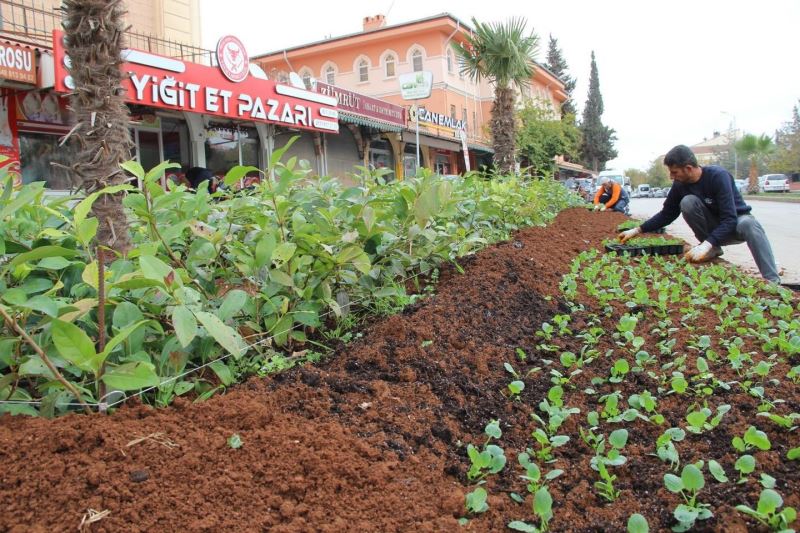 Kilis’te Parklara kış bitkileri dikiliyor
