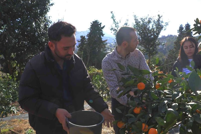 Rize’de mandalina hasadı başladı
