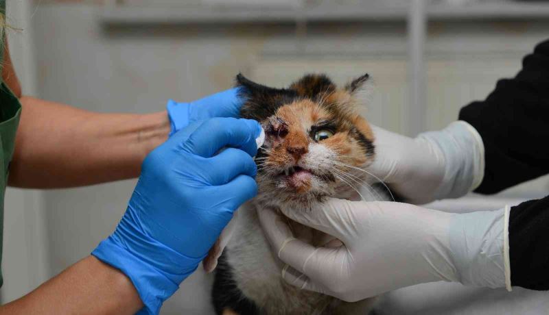 Trafik kazasında ağır yaralanan kedi, ameliyatla hayata döndürüldü
