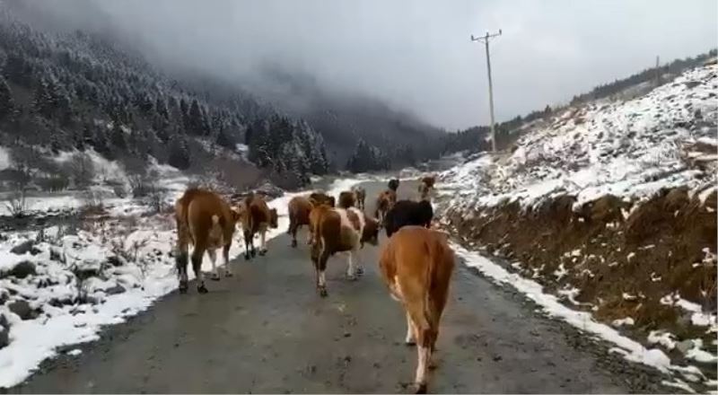 Yaylalara kar yağmasıyla birlikte sürülerin dönüş yolculuğu başladı
