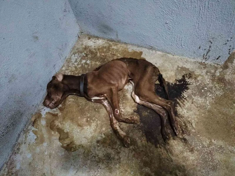 Odunpazarı hayvan barınağında dehşet görüntüler
