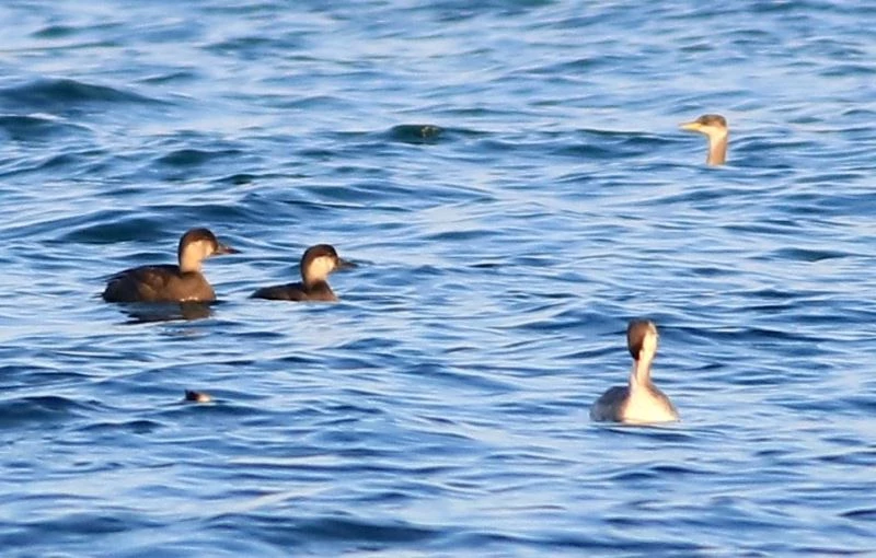 Hersek Lagünü’nde kuş türü sayısı 249’a ulaştı
