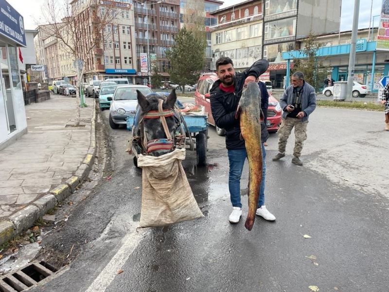 Ardahan’da boyları 1,5 metreyi aşan 5 yayın balığı yakalandı
