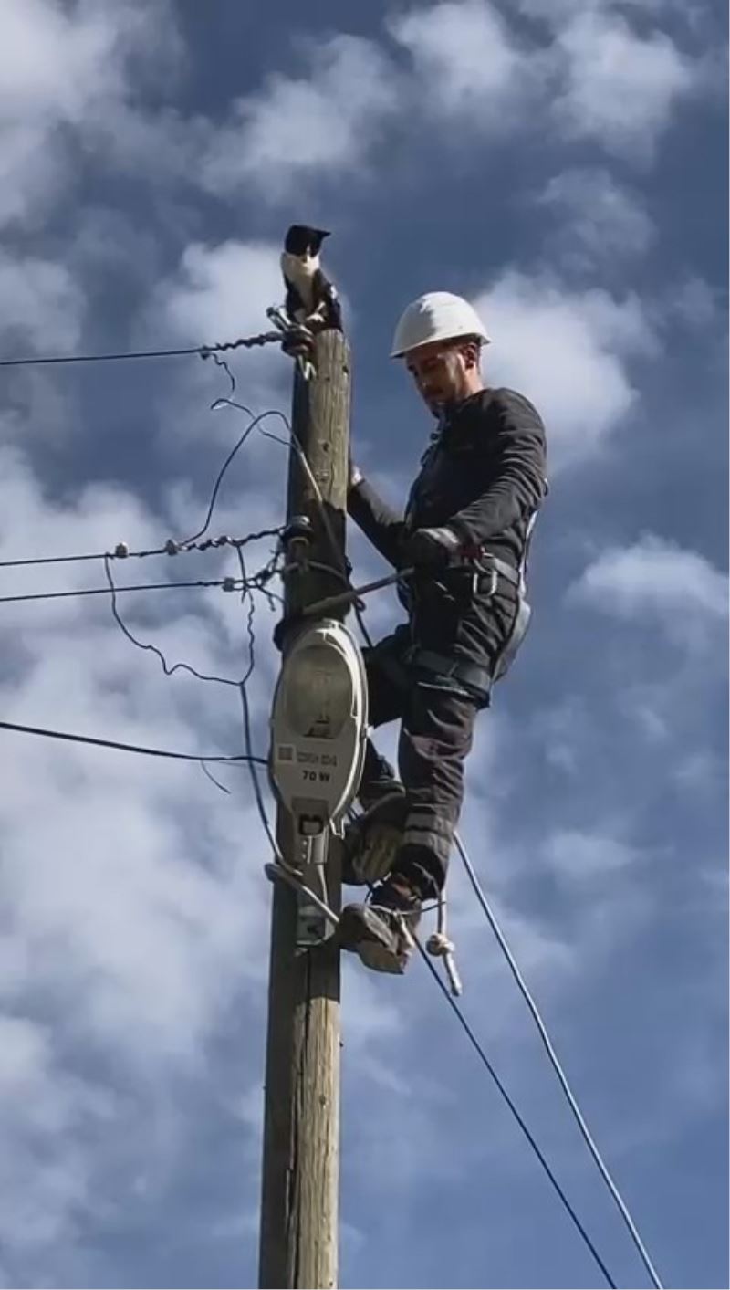 Elektrik direğinde mahsur kalan kedinin imdadına elektrik dağıtım şirketi görevlileri yetişti
