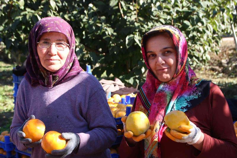  Bilecik ülkemizin ’Cennet Hurması’ ihtiyacının yüzde 35’ini karşılıyor
