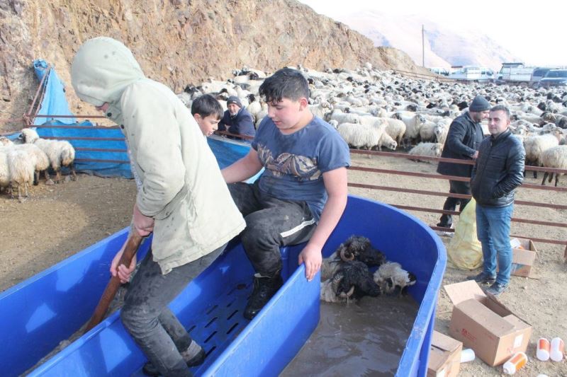 Bayburt’ta kış öncesi küçükbaş hayvanlar mobil koyun yıkama makineleriyle yıkanarak ilaçlanıyor
