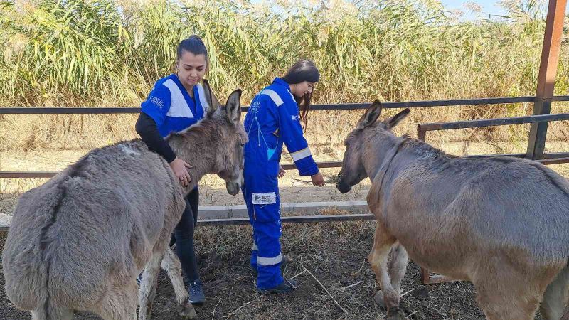 Kesilmekten kurtarıldılar, rahata kavuştular
