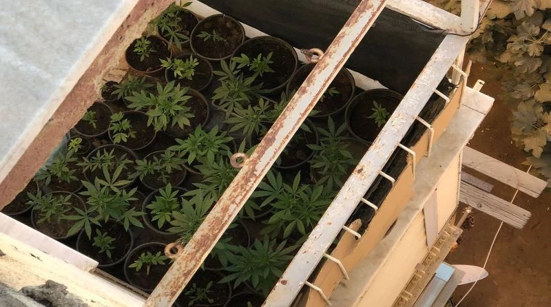 Evinin balkonunda saksıda kenevir yetiştiren kişi yakalandı
