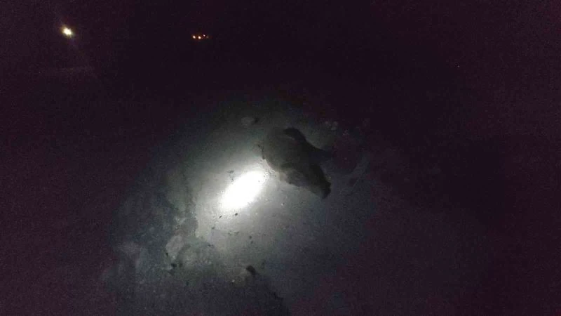 Muğla’da otomobil domuz sürüsüne daldı, 4 domuz telef oldu
