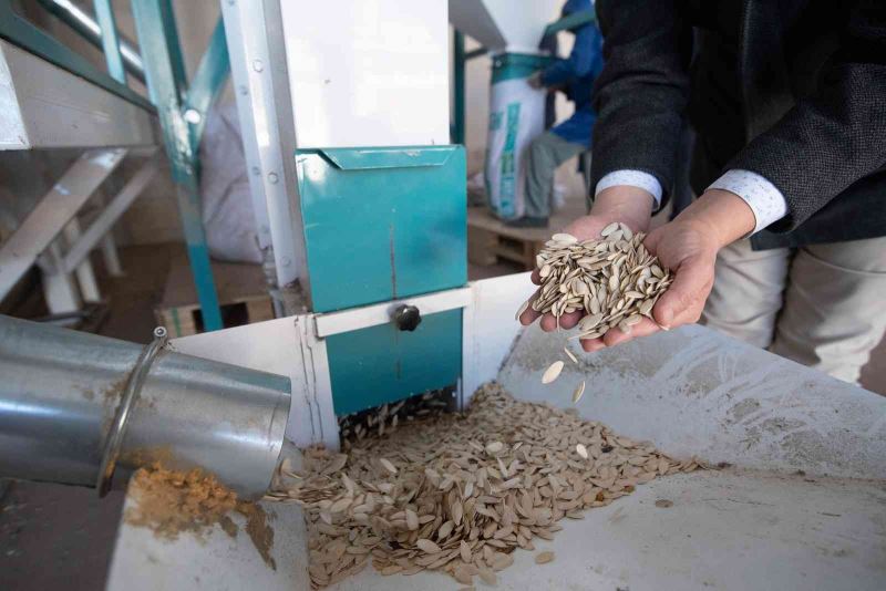 Konya Büyükşehir’den Çumra’daki kabak çekirdeği üreticisine eleme tesisi desteği
