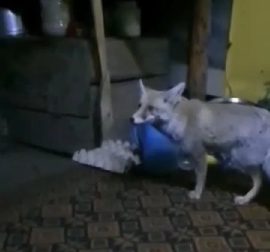 Osmaniye’de aç kalan tilki orman işçilerine sığındı