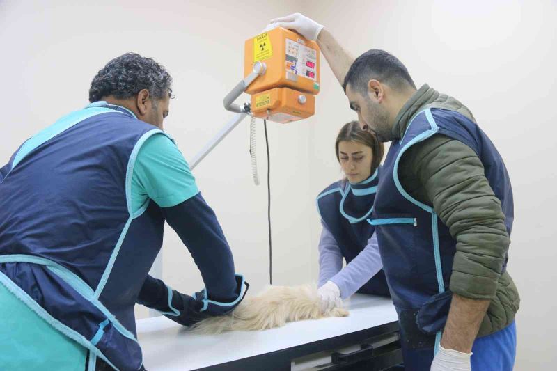 Diyarbakır’daki hayvan hastanesi, bölgede yabani ve evcil hayvanlara sağlık üssü oldu
