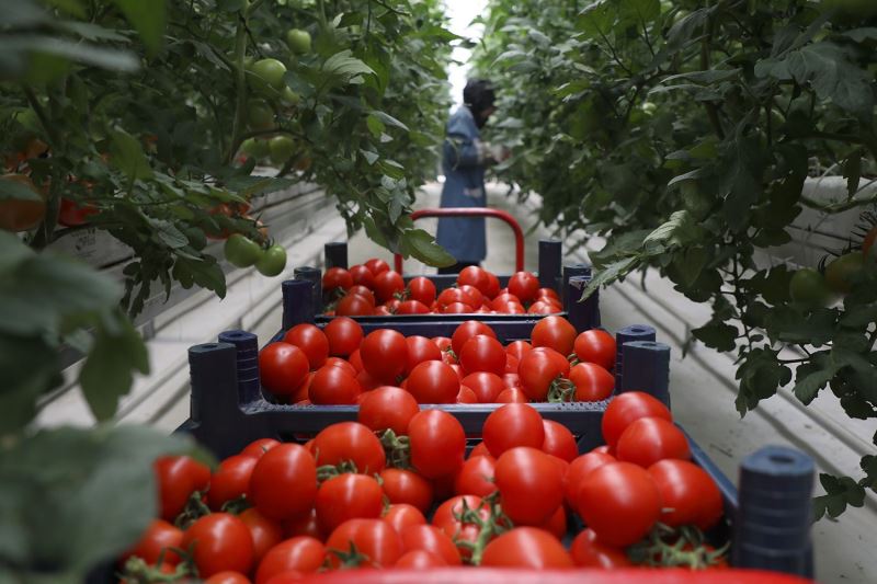 Seracılık Mükemmeliyet Merkezi’nde 4 ayda 550 ton domates
