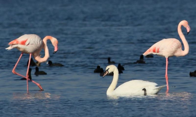 Hersek Lagünü’nde kuğu ve flamingolar aynı karede
