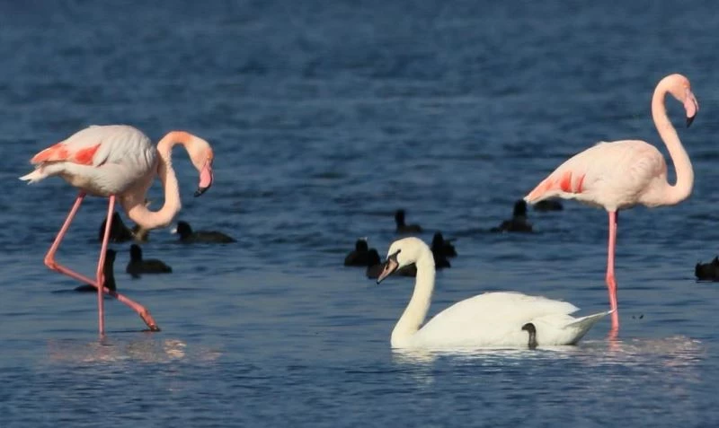 Hersek Lagünü’nde kuğu ve flamingolar aynı karede

