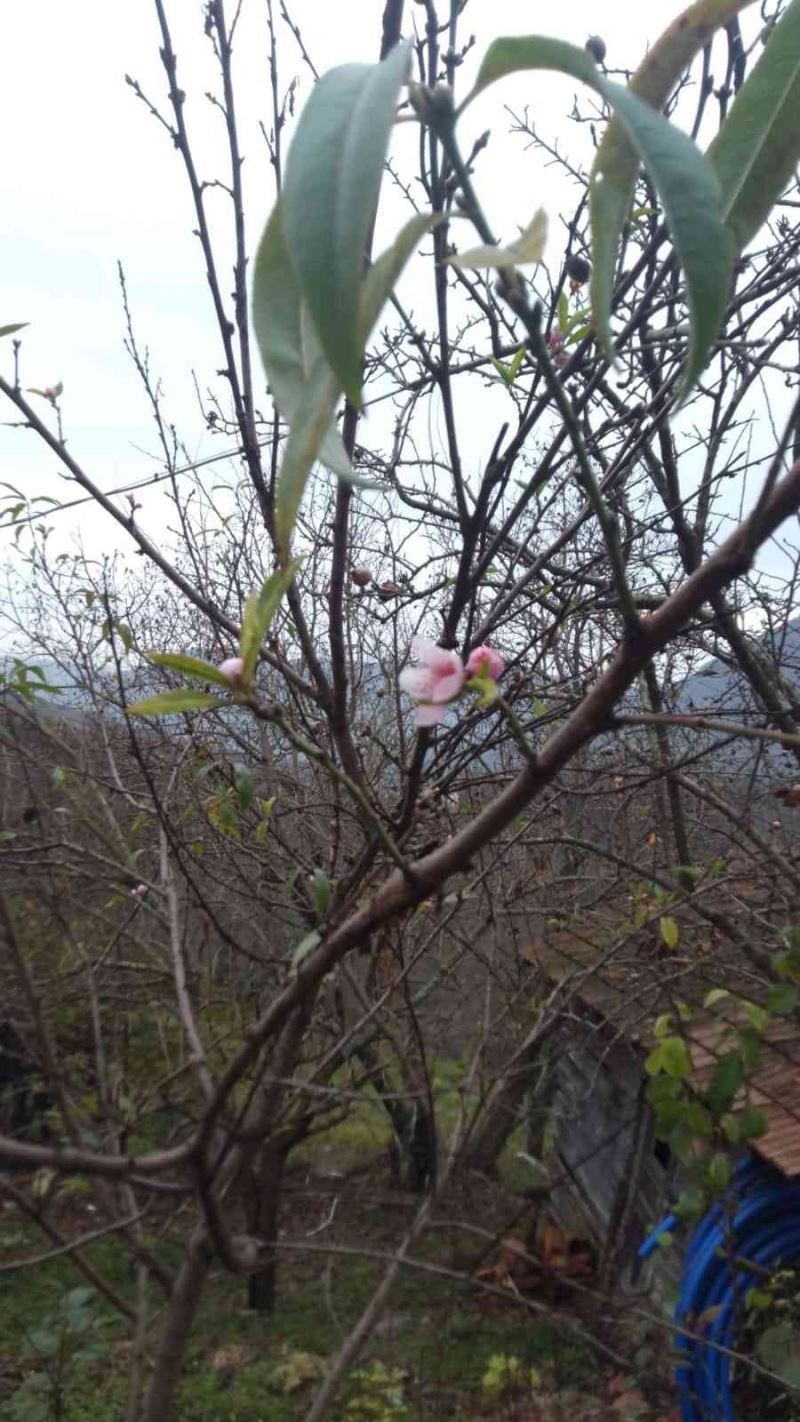 Kar yağışı beklenirken şeftali ağacı çiçek açtı
