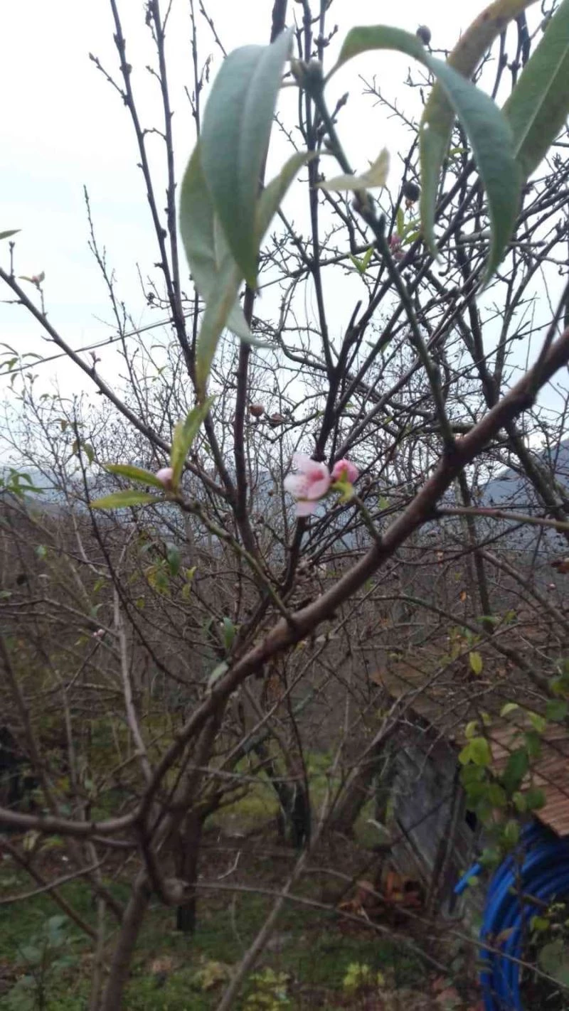 Kar yağışı beklenirken şeftali ağacı çiçek açtı
