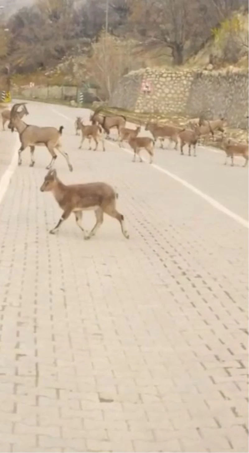 Çemişgezek’te yaban keçileri sürü halinde ilçe merkezine indi
