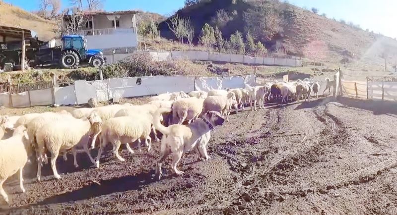  Bu sürünün çobanı sadece köpekler
