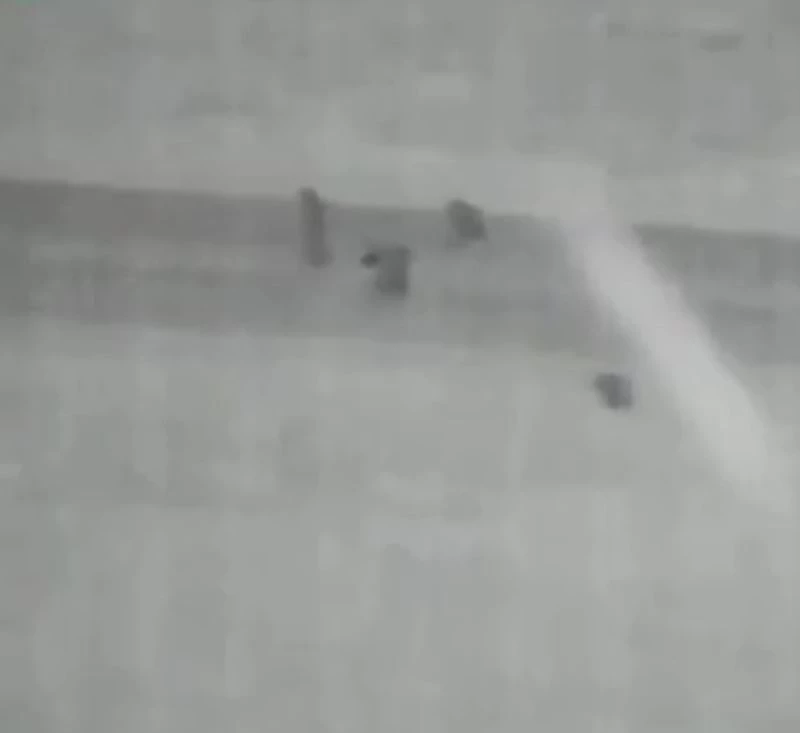 Aç kalıp yola inen ayılar kameralar tarafından görüntülendi
