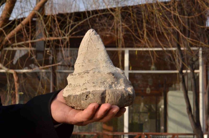 Elbistan’da köpekbalığının atası sayılan 20 milyon yıllık megalodon dişi bulundu
