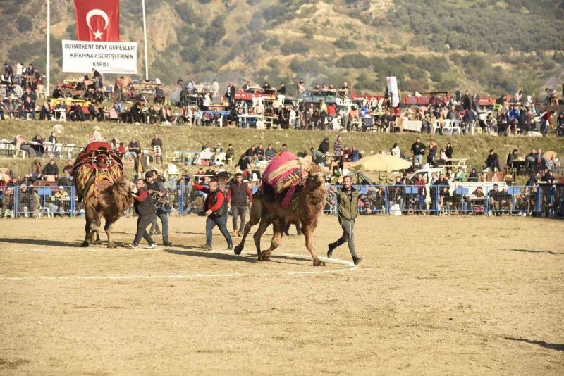 Aydın’da ünlü 150 pehlivan deve kıran kırana mücadele etti
