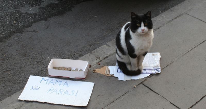  Bu kedi mama parası biriktirmek için kaldırımda bekliyor
