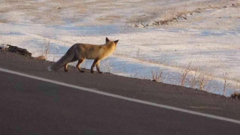 Karla kaplı arazide yiyecek arayan tilki görüntülendi
