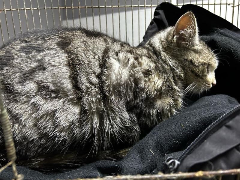 Hasta kedi Akşehir Belediyesi tarafından iyileştirildi

