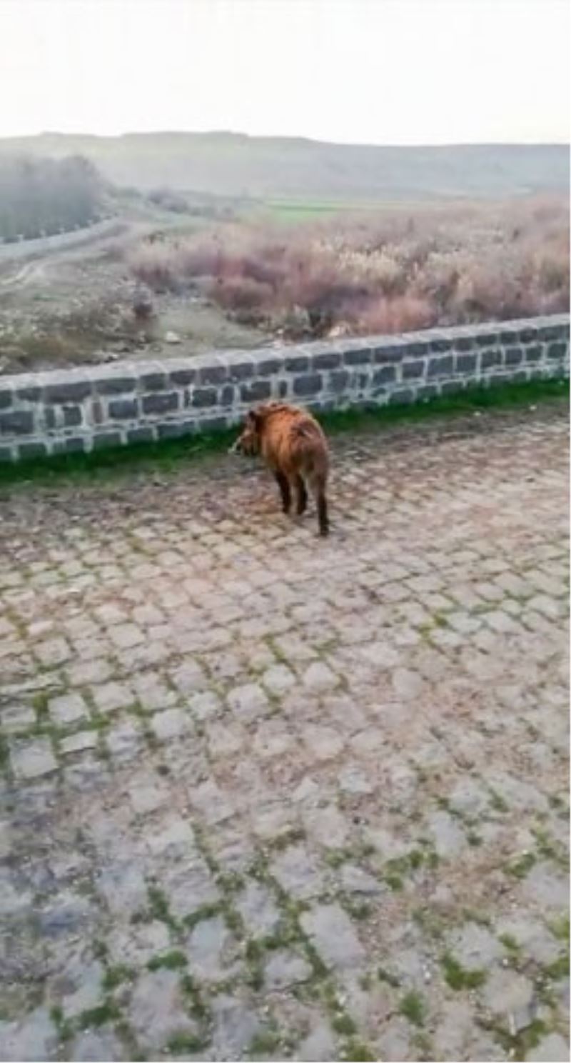 Diyarbakır’da yolunu şaşıran domuzlar doğaya salındı
