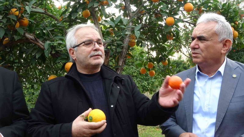 Kozan Belediyesinden halka açık narenciye bahçesinde ilk hasat
