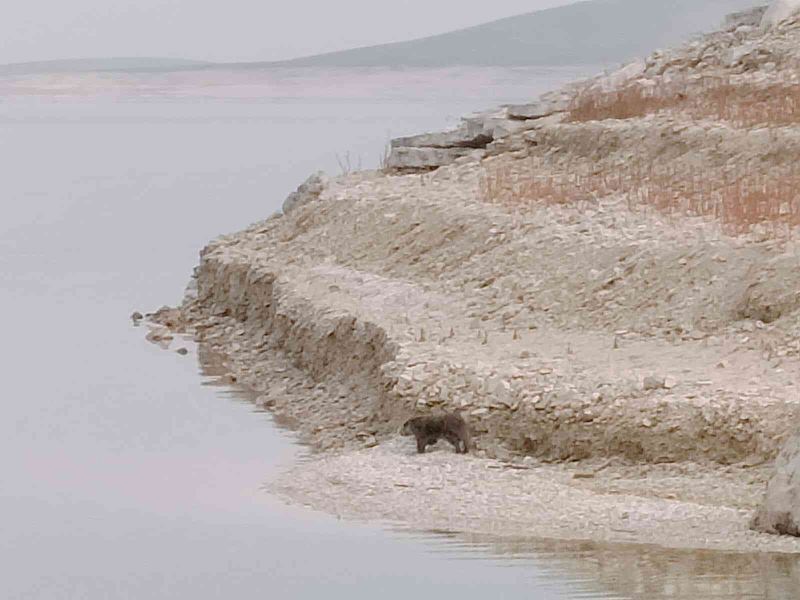 Tunceli’de nesli tükenme altında olan su samuru görüldü
