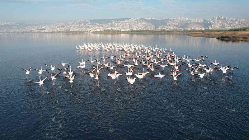 Flamingolar, kışa rağmen İzmit’ten göç etmedi
