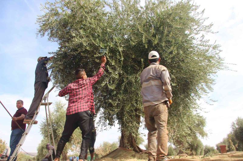 Kilis’te zeytin hasadında sona gelindi
