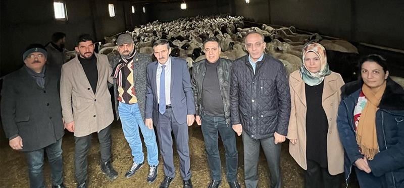 Malatya’da Akkaraman ırkı koyun yetiştiriciliği yaygınlaştırılıyor
