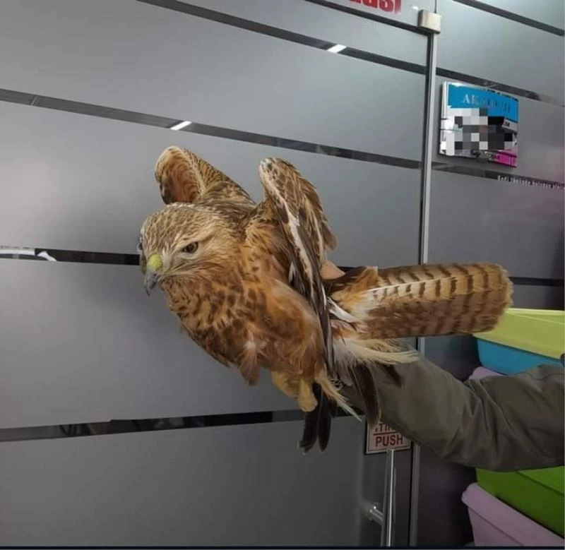 Yaralı halde bulunan kızıl şahin, tedavi altına alındı
