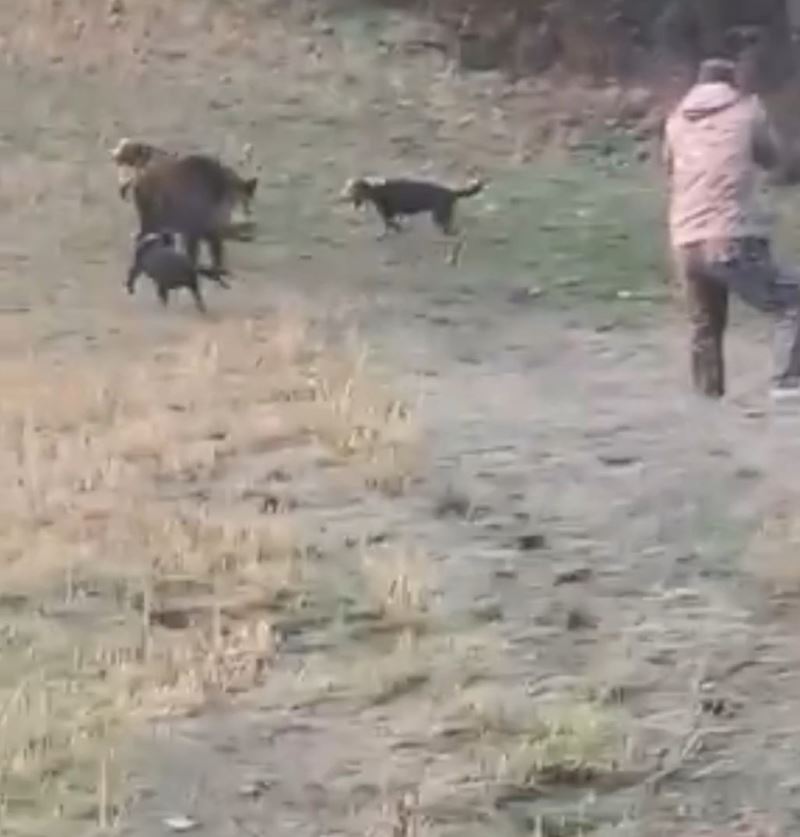 Bolu’da avcıya domuz saldırdı
