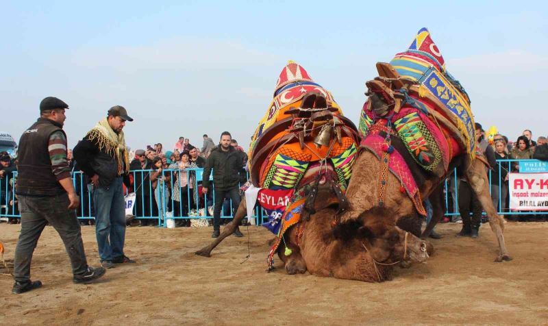 Alaşehir’de deve güreşlerine büyük ilgi
