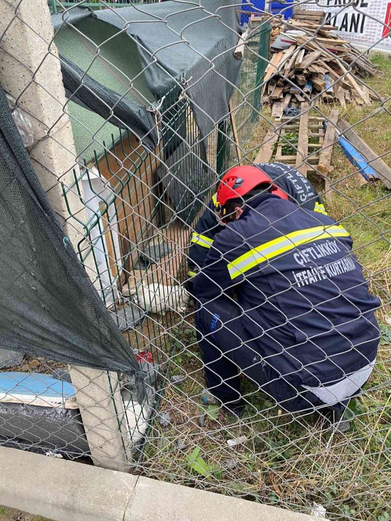 Kafası çitlere sıkışan yavru köpeği itfaiye kurtardı
